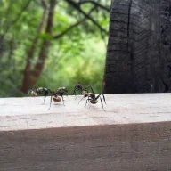 AntNomad